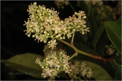 Zanthoxylum ovalifolium